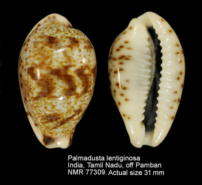 Palmadusta lentiginosa (7).jpg - Palmadusta lentiginosa (J.E.Gray,1825)